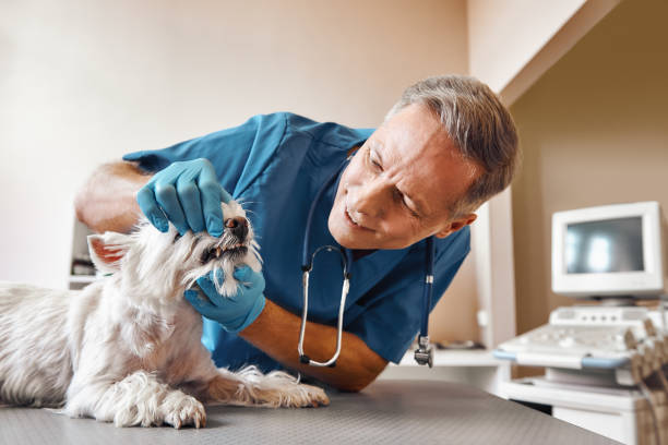 Best Pediatric Emergency Dentist in Fallbrook, CA